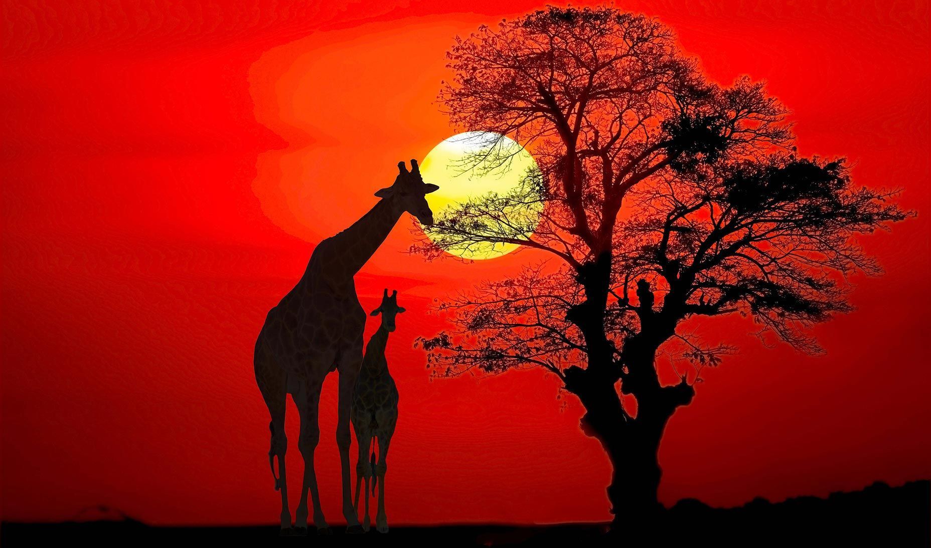 AFRICA-JIRAFAS-ÁFRICA-VIAJES-ORGANIZADOS
